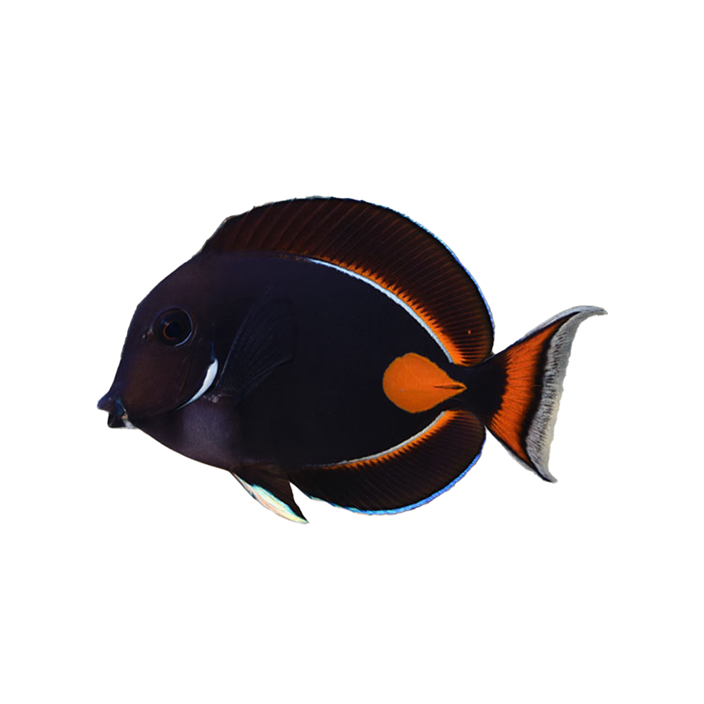 Achilles Tang