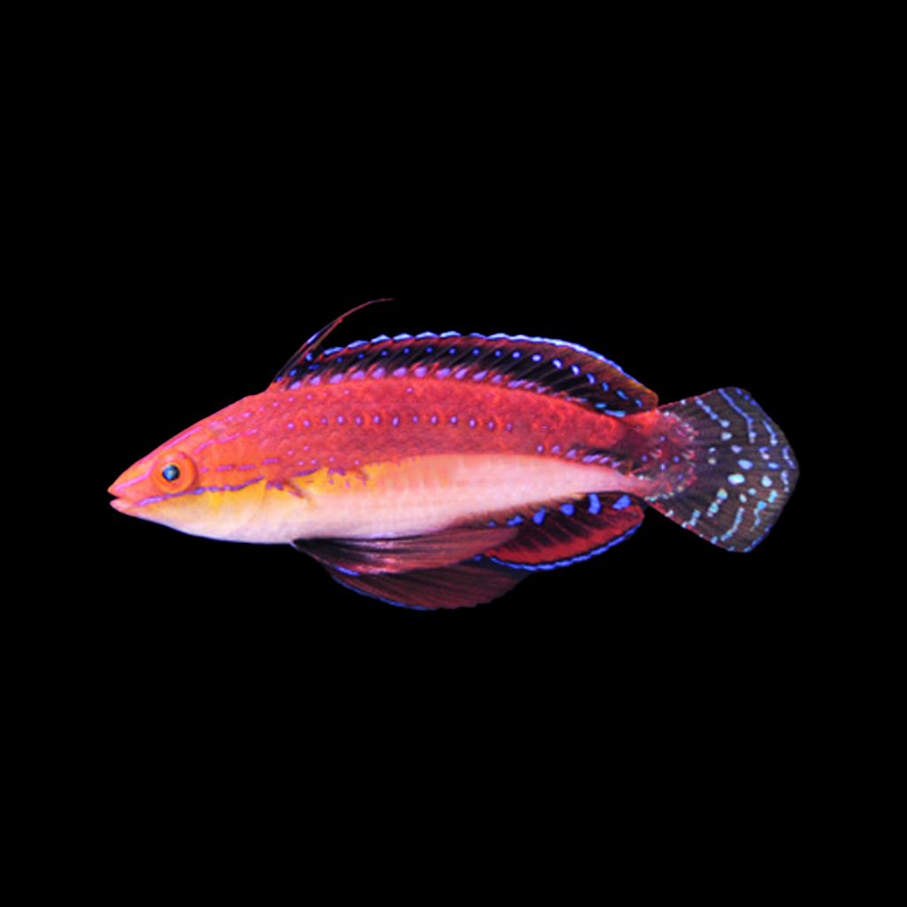 African Longfin Fairy Wrasse Male