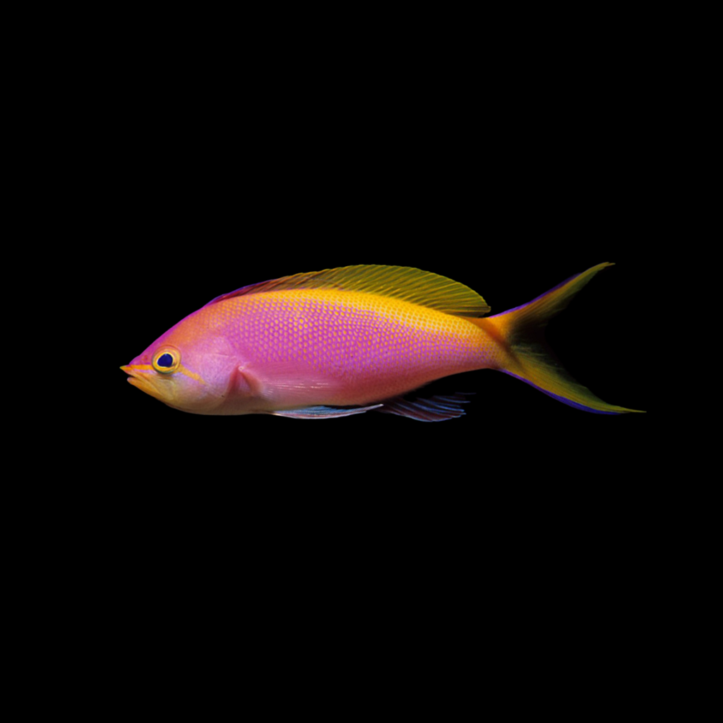 Bartlett's Anthias