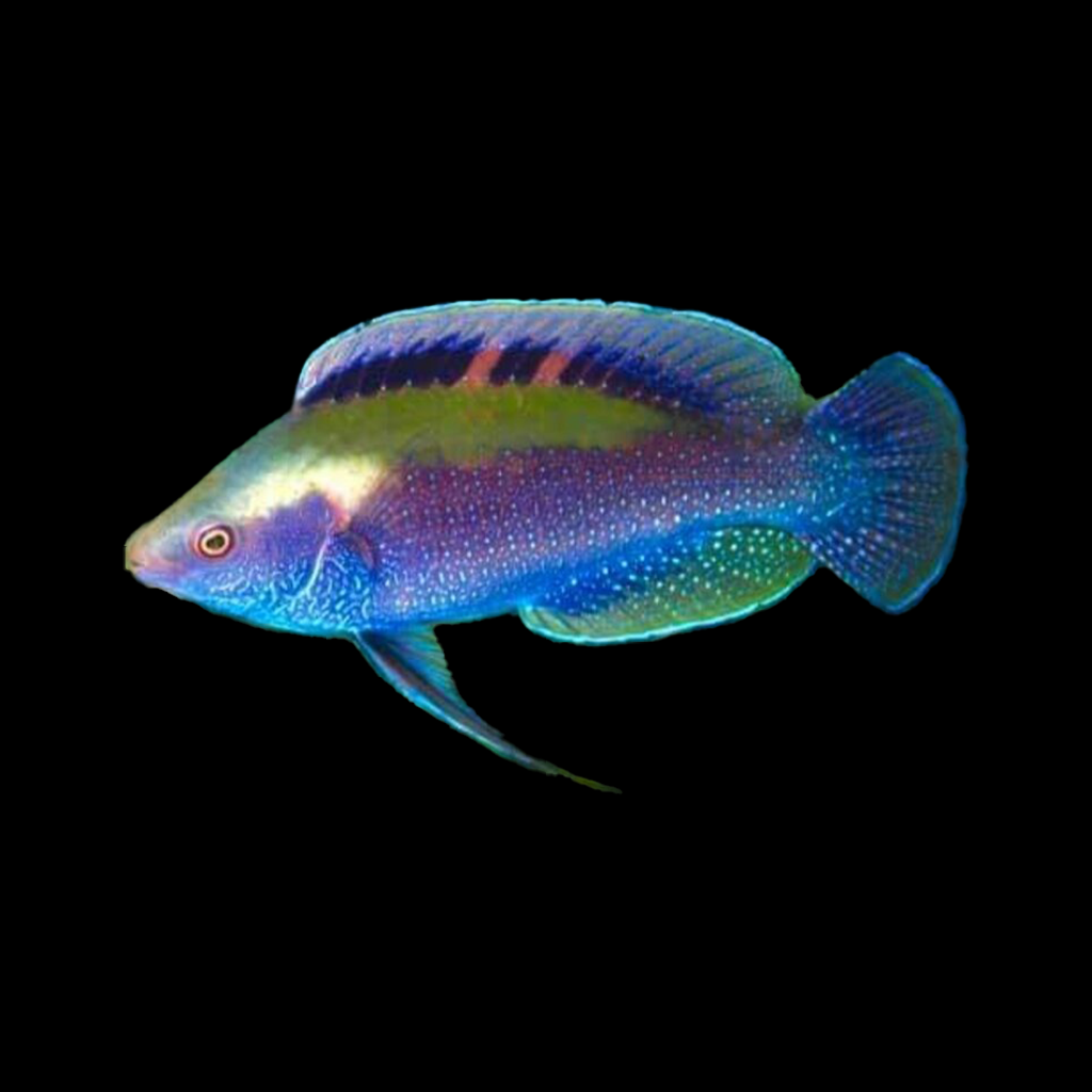 Beau's Fairy Wrasse Male