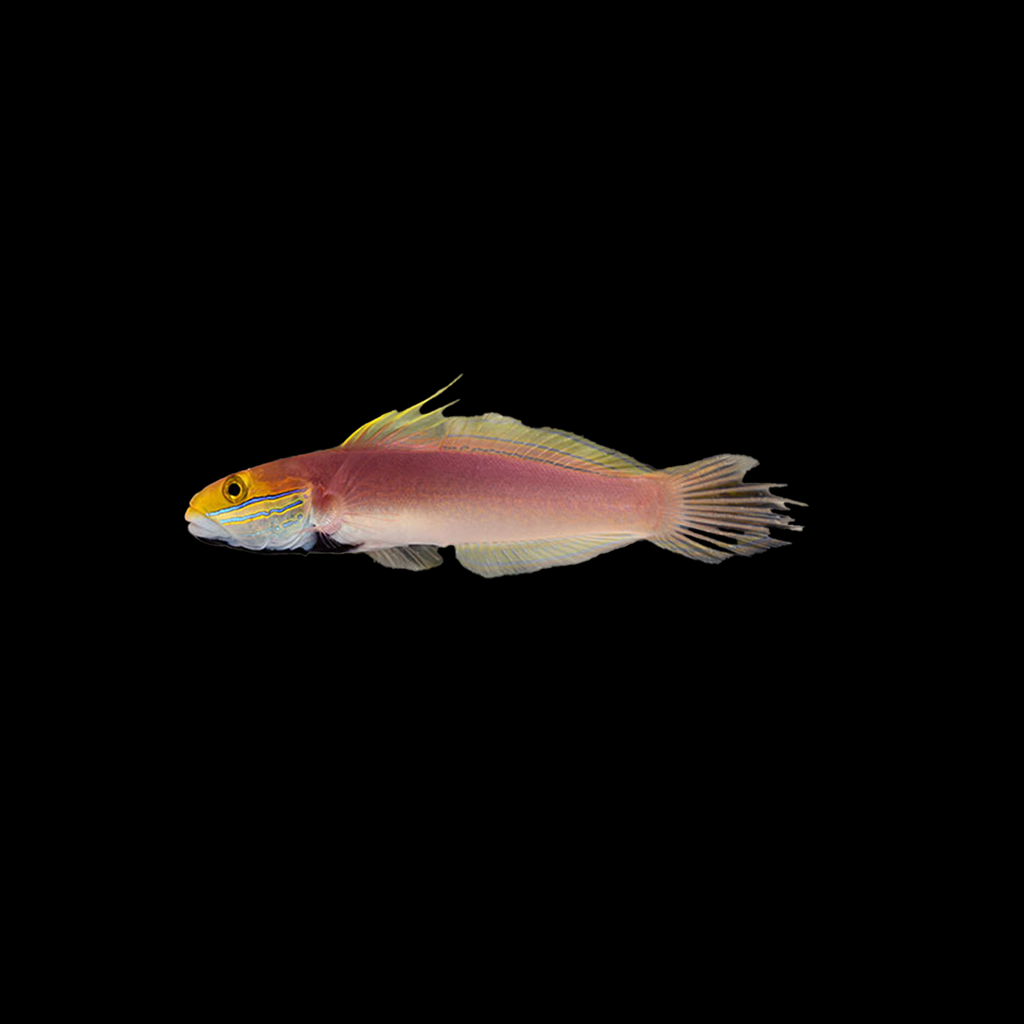 Bella Goby