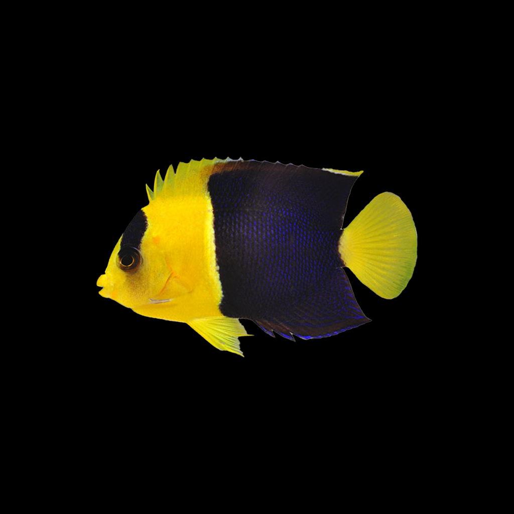 Bicolor Angelfish