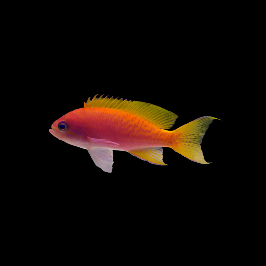 Bimaculatus Anthias