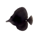 Black Longnose Tang