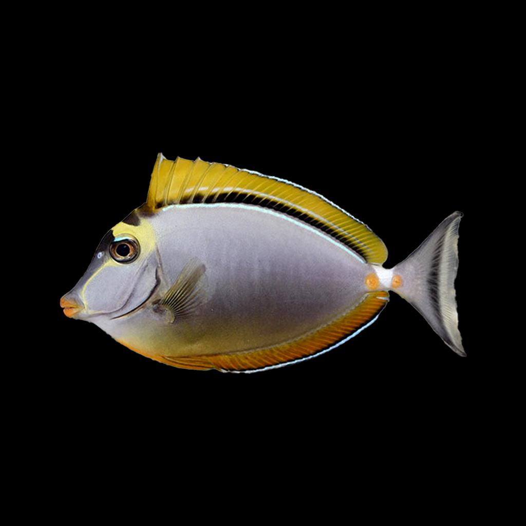 Blonde Naso Tang