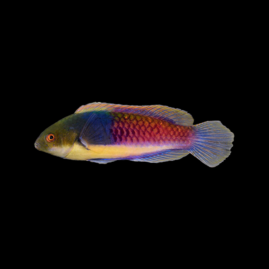 Blueside Fairy Wrasse