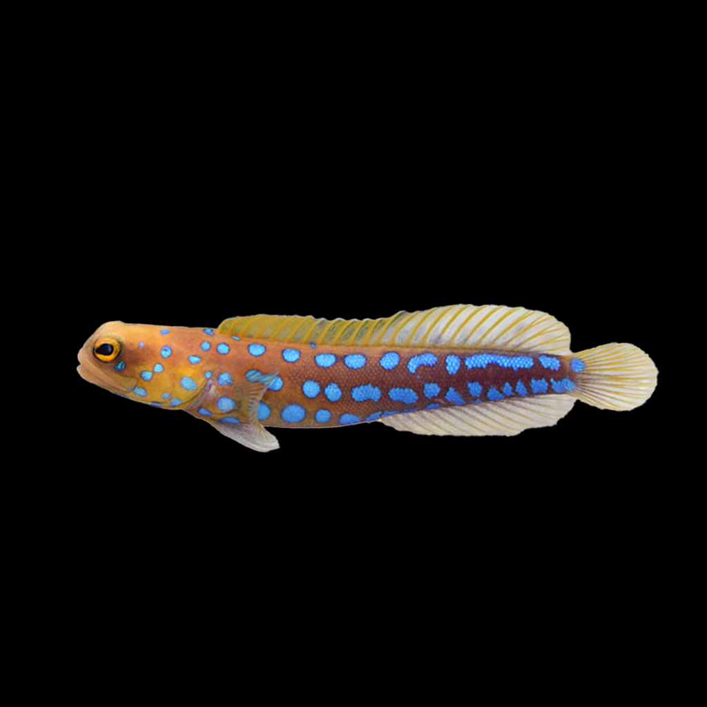 Blue Spot Jawfish