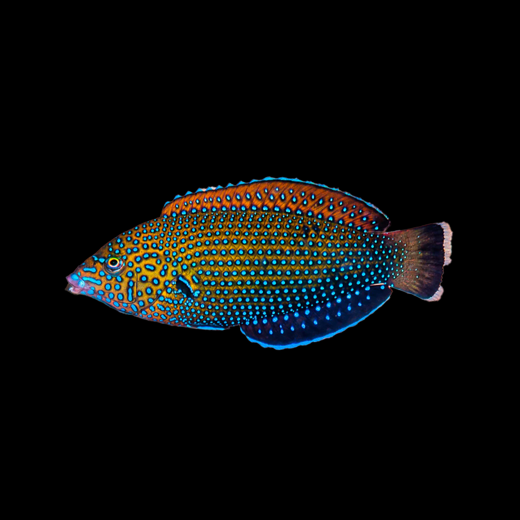 Blue Spotted Tamarin Wrasse