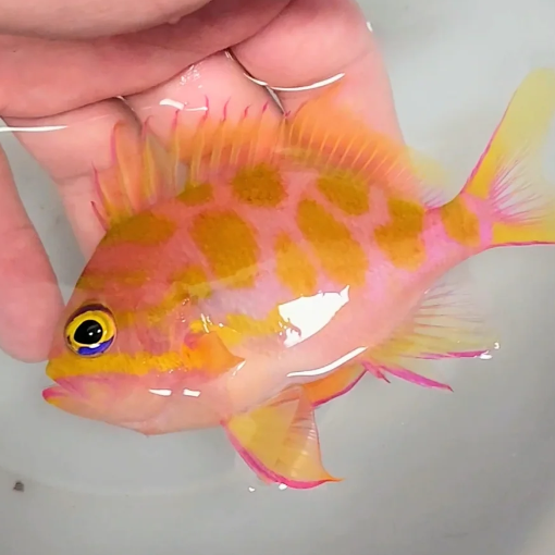 Borbonius Anthias