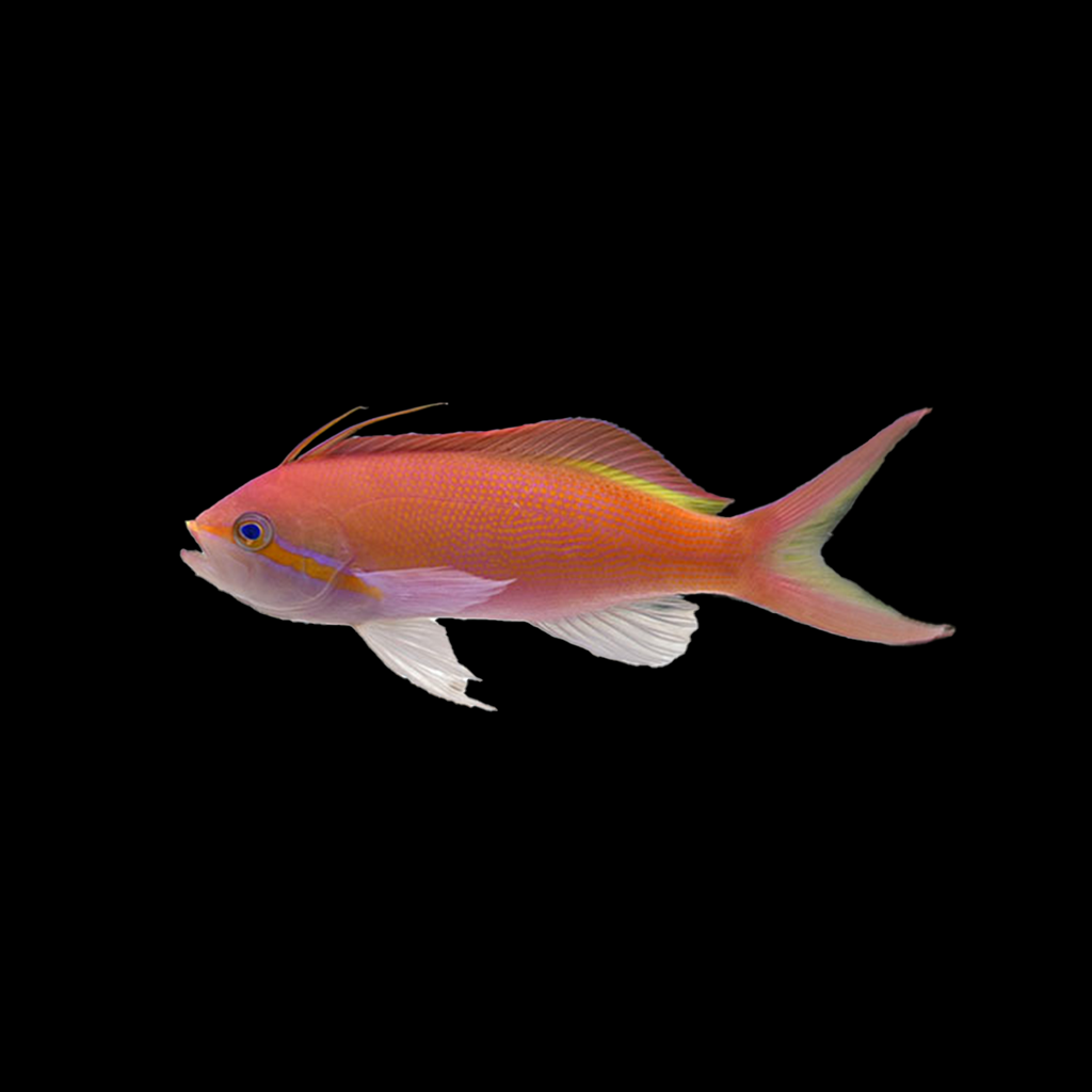 Carberryi Anthias