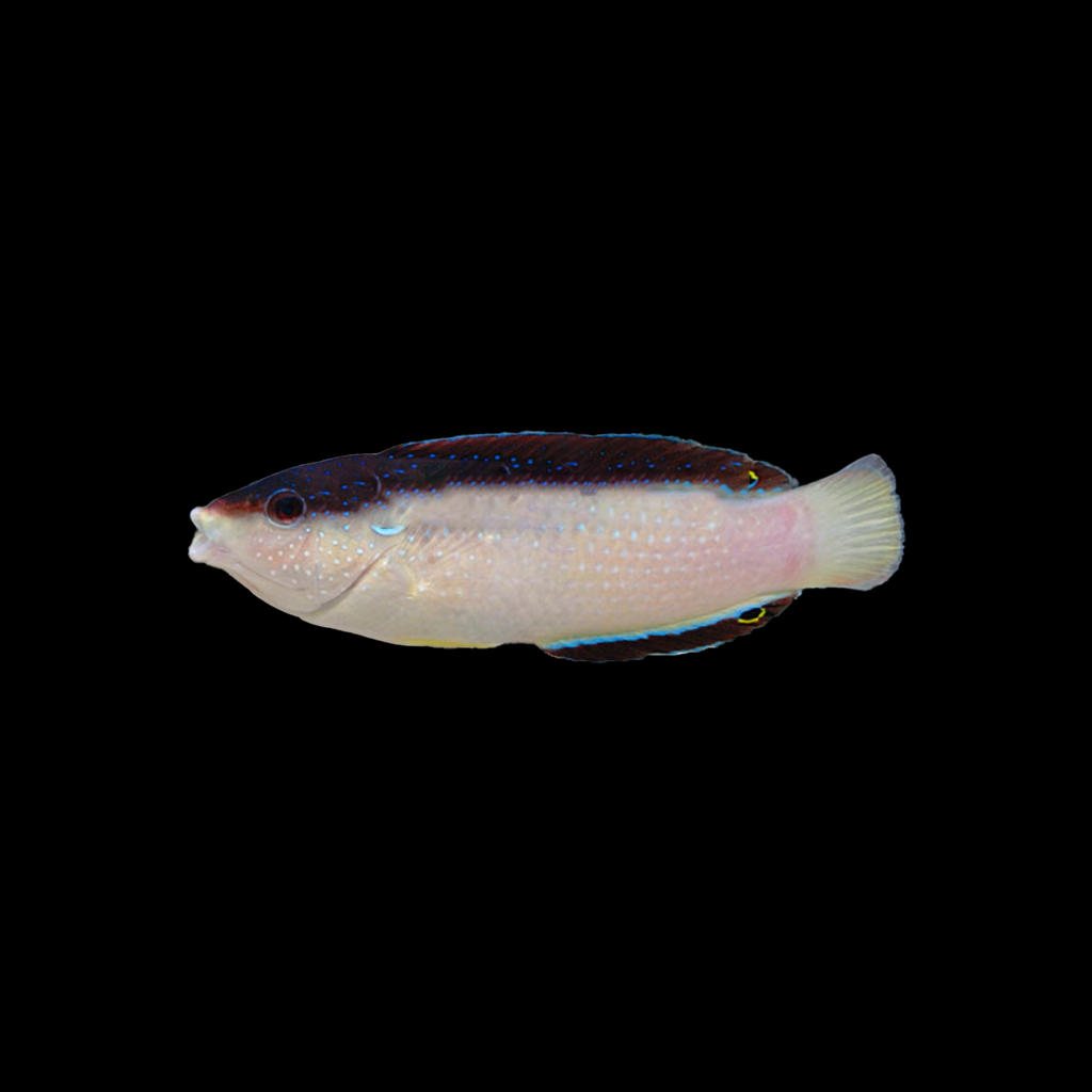 China Wrasse