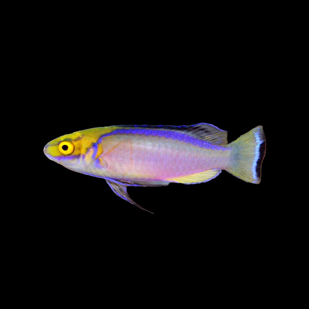 Claire's Fairy Wrasse Male