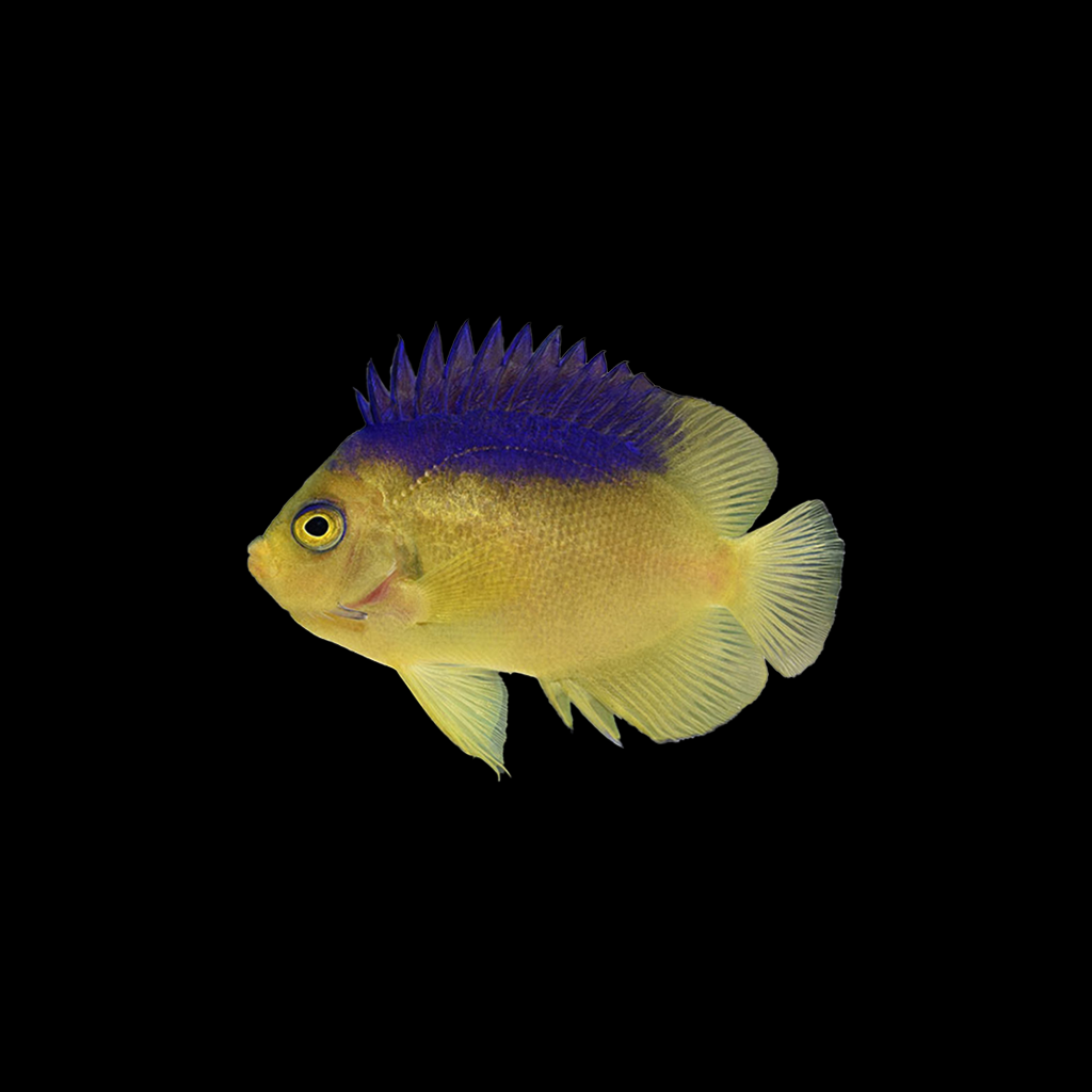 Colini Angelfish