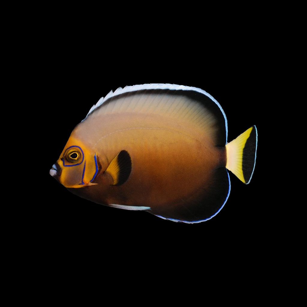 Conspicuous Angelfish