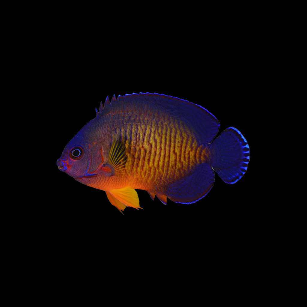 Coral Beauty Angelfish