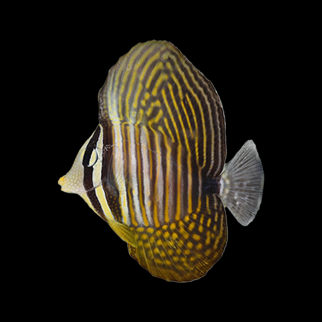 Desjardinii Sailfin Tang (Red Sea)