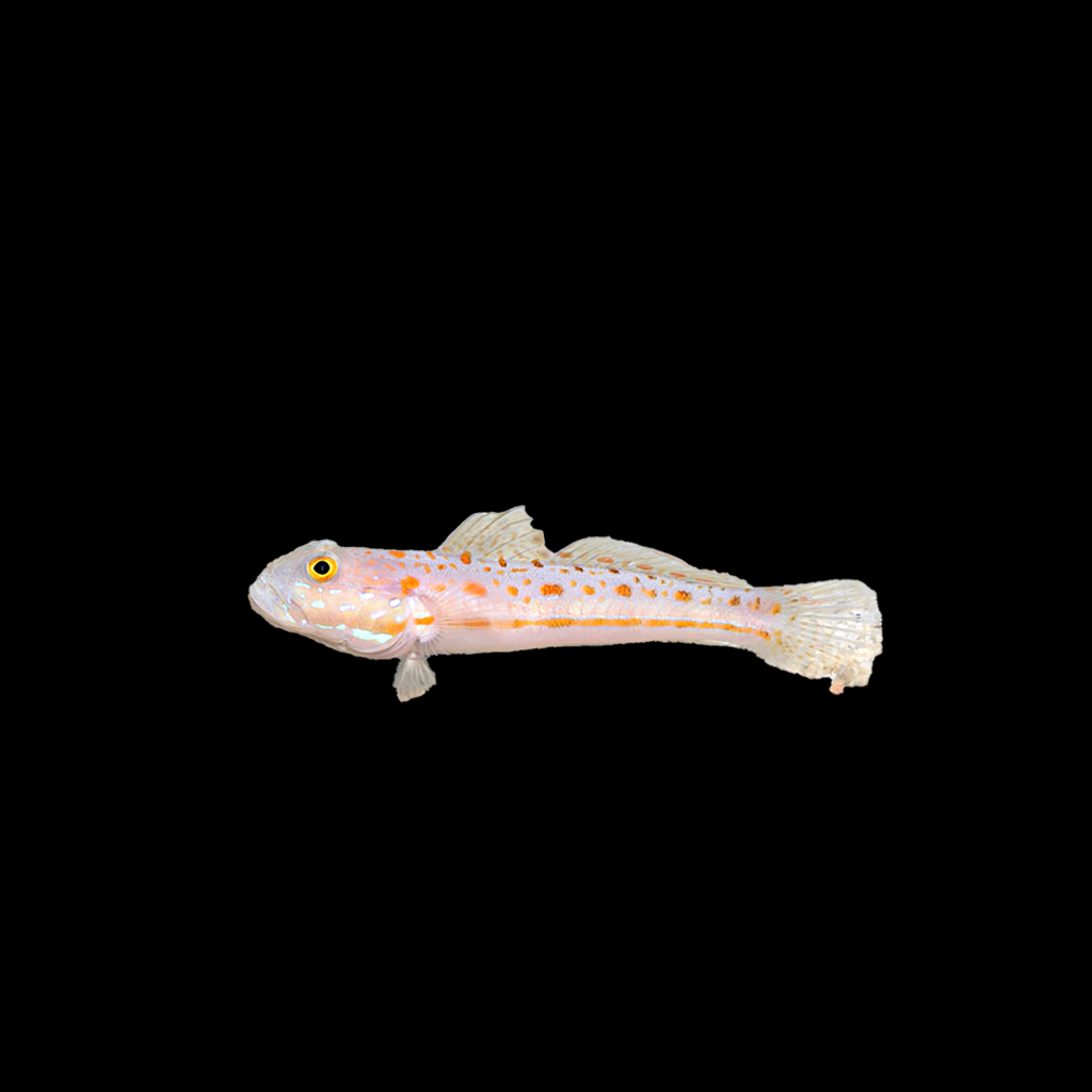 Diamond Goby