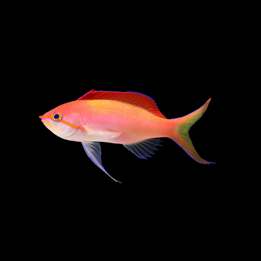 Dispar Anthias