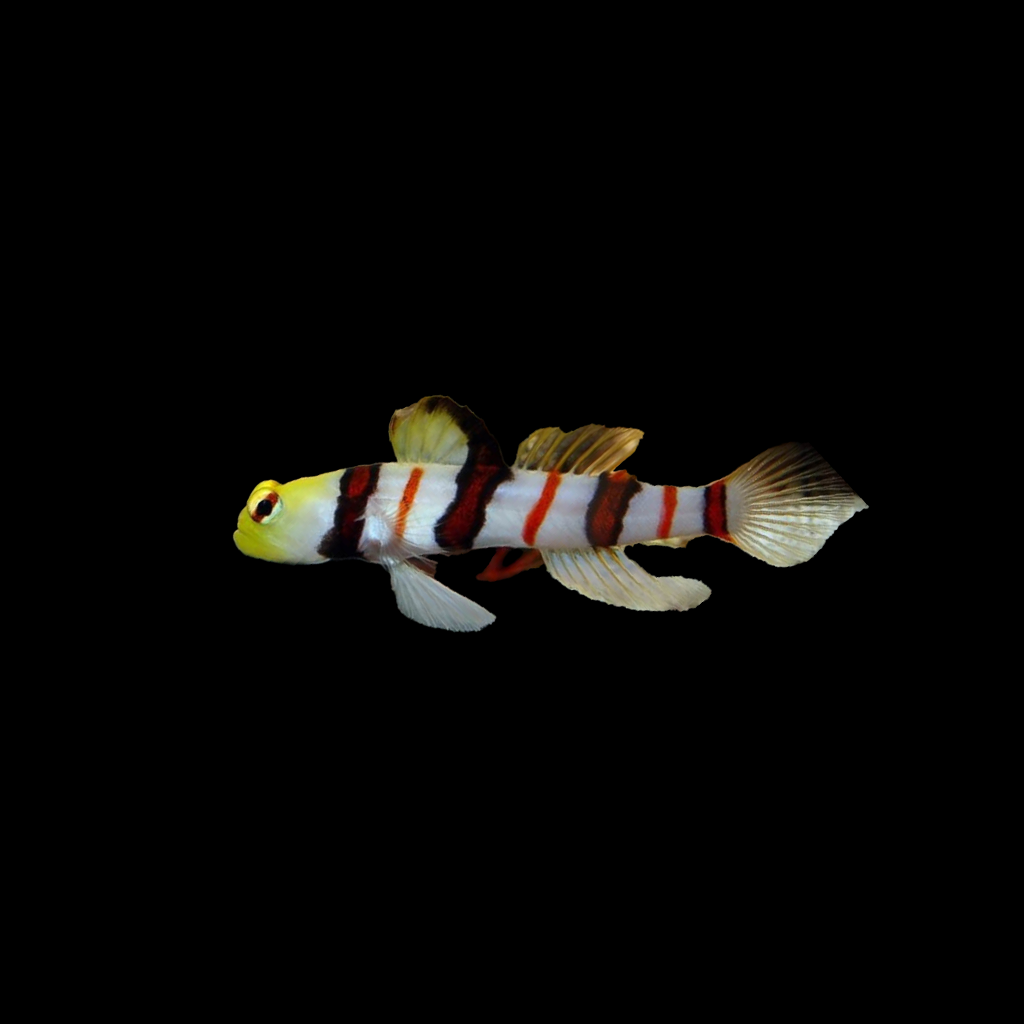 Dracula Goby