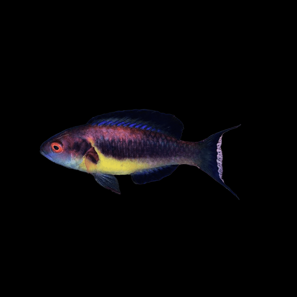 Dusky Fairy Wrasse