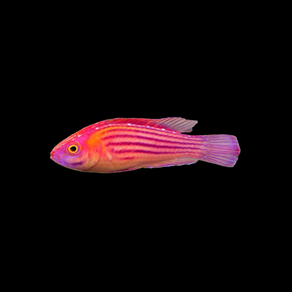 Earl's Fairy Wrasse