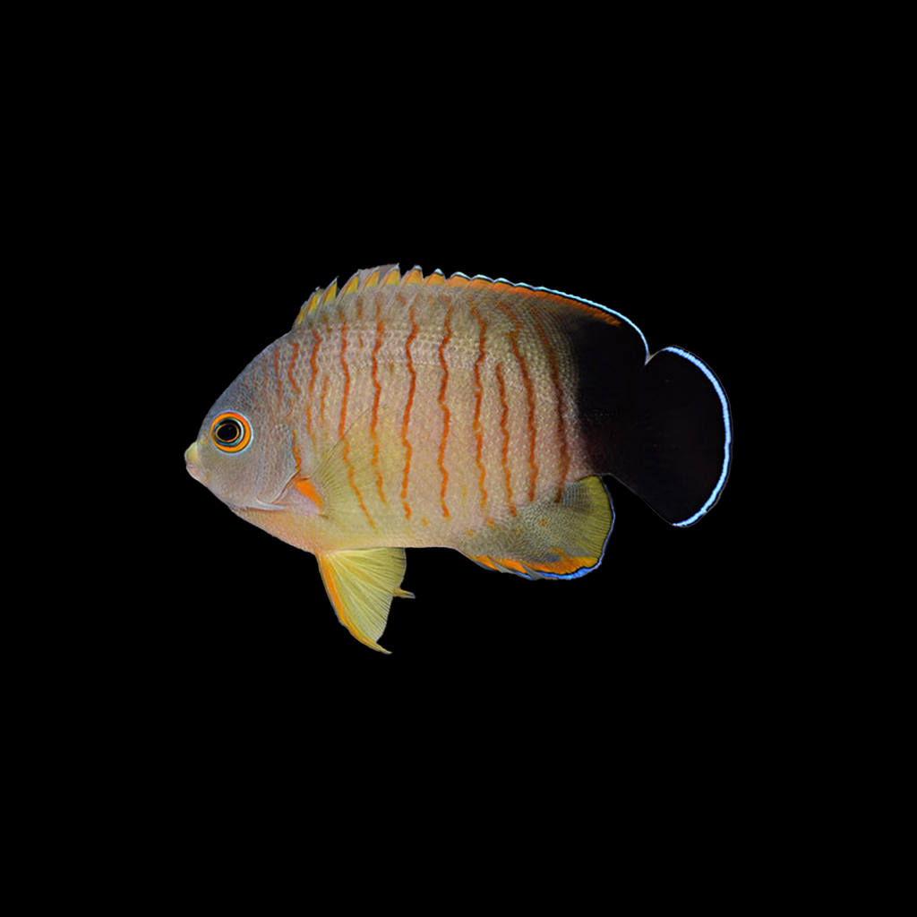 Eibli Angelfish