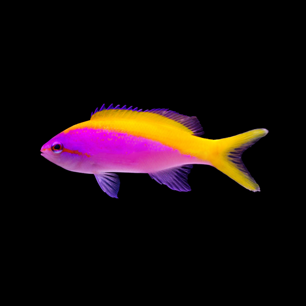 Evansi Anthias