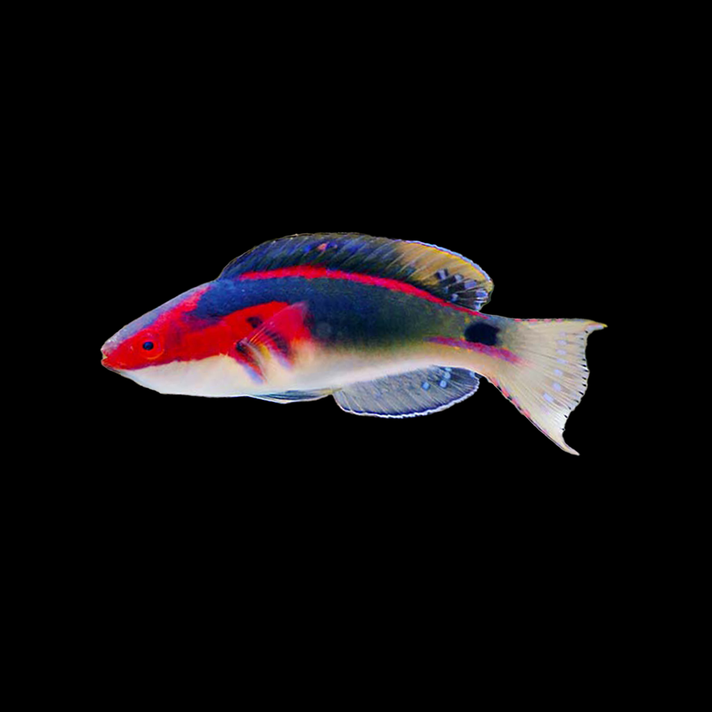 Exquisite Fairy Wrasse