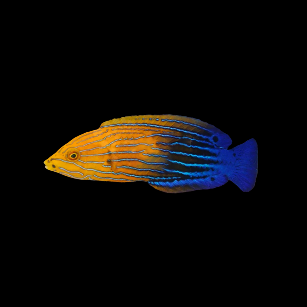 Femininus Wrasse Female