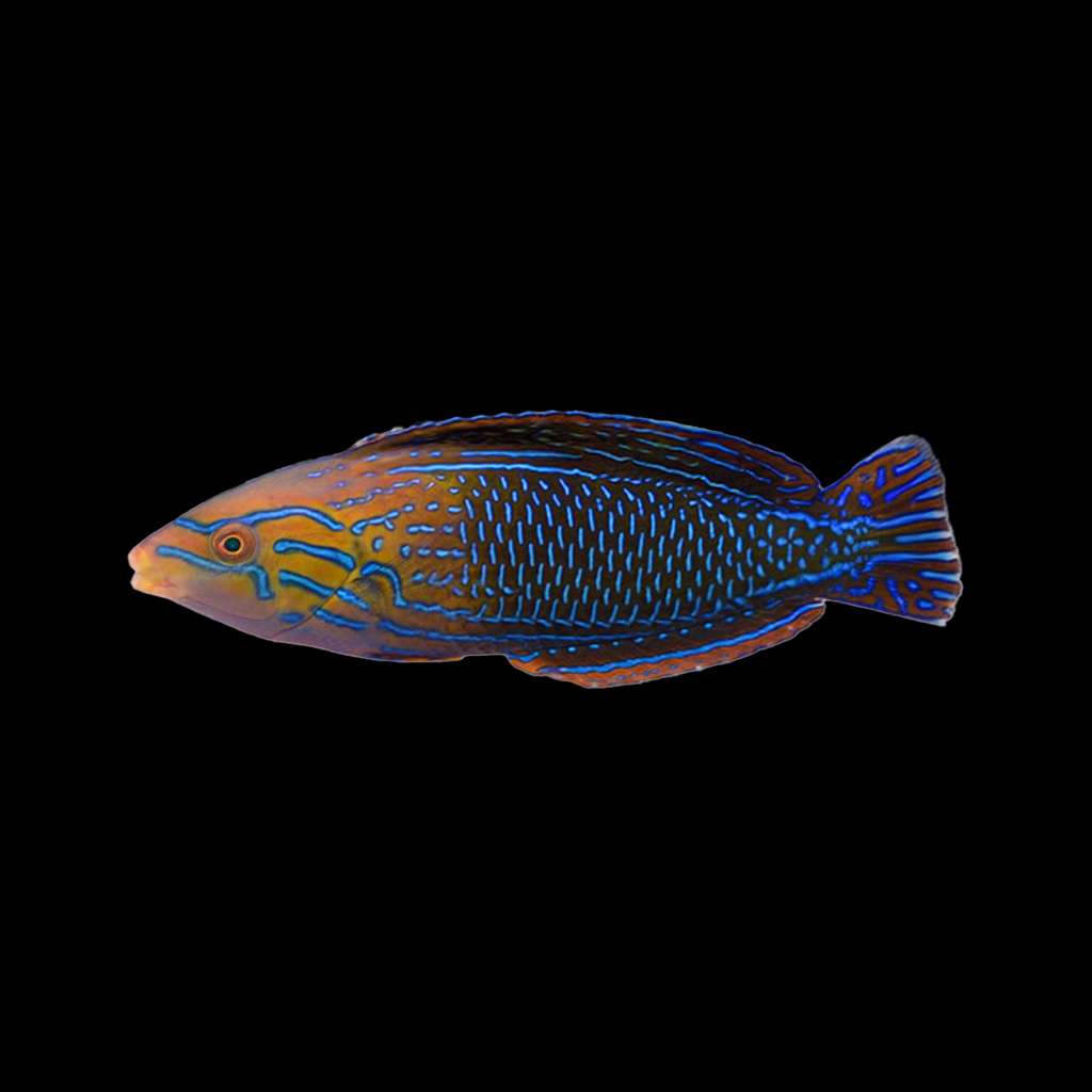 Femininus Wrasse Male