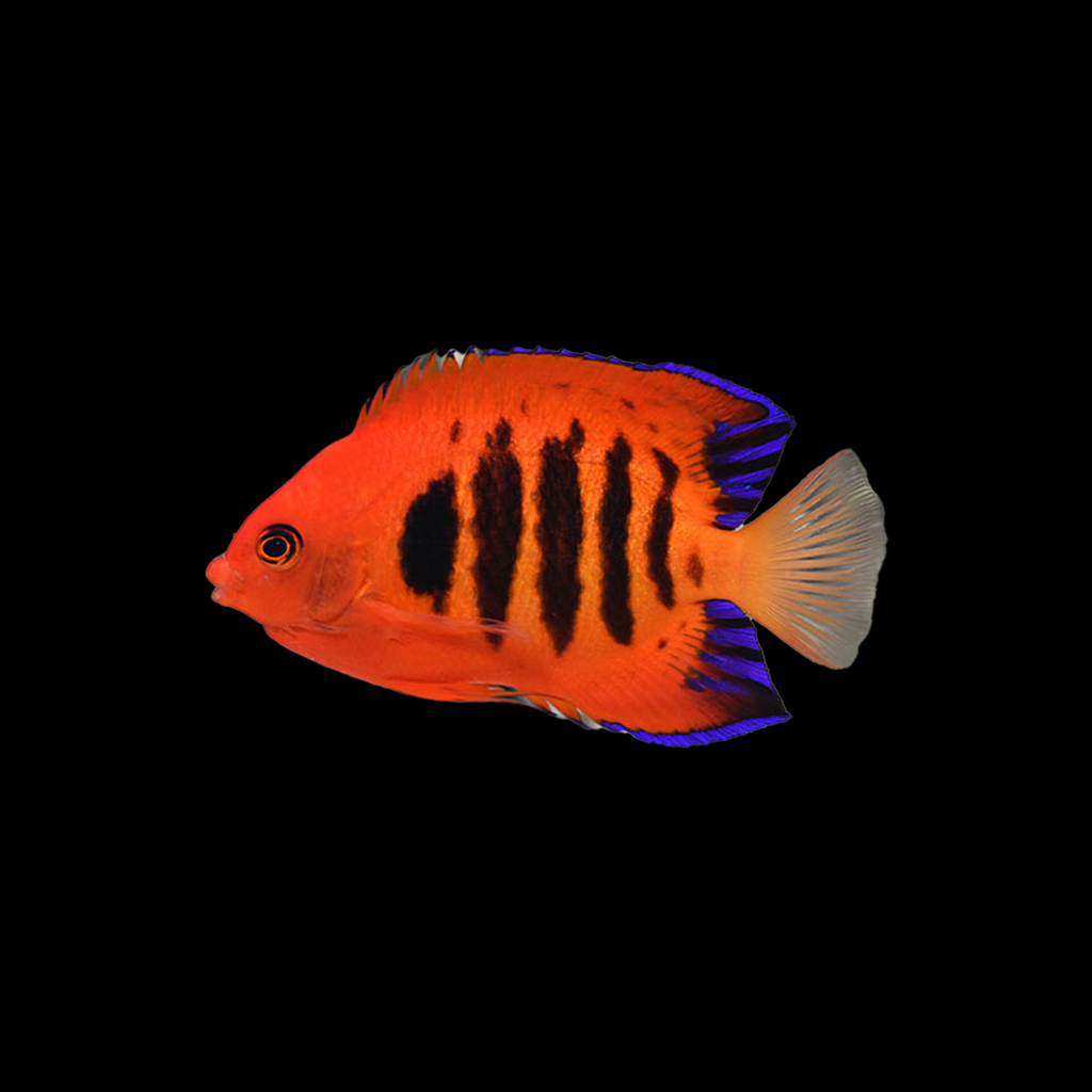 Flame Angelfish