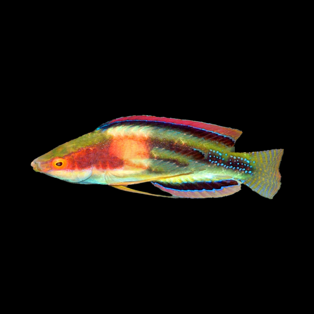 Girdled Fairy Wrasse