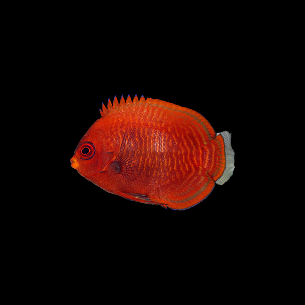 Golden Red Angelfish