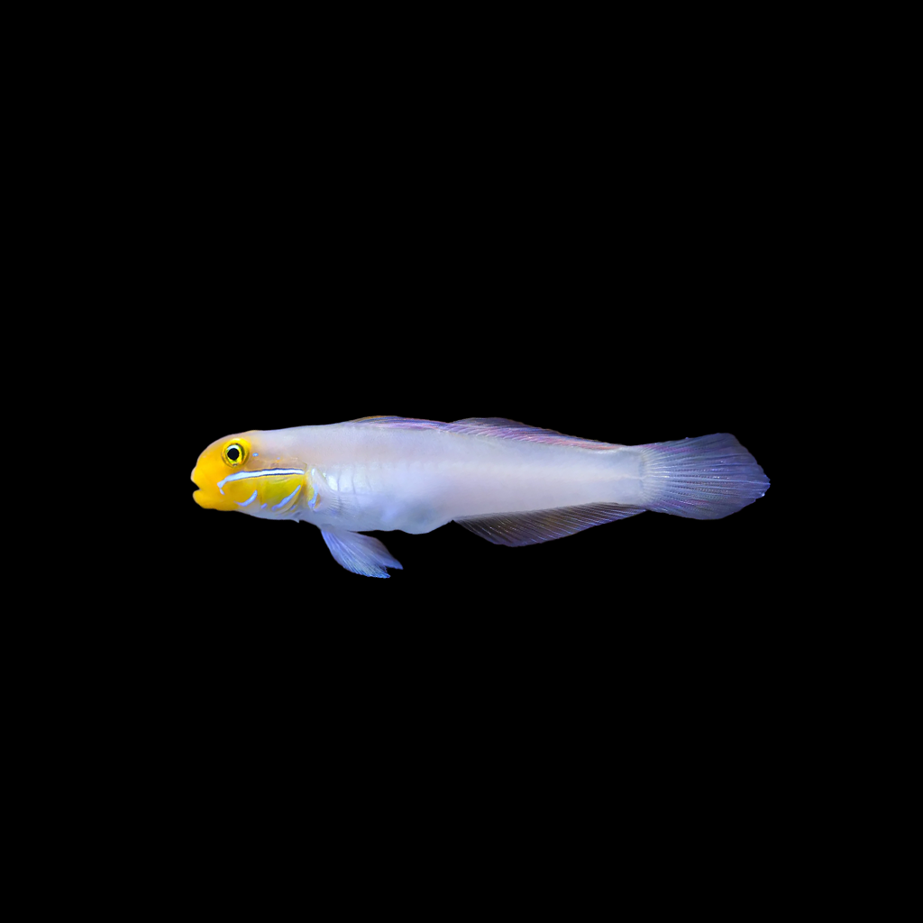 Golden Head Sleeper Goby