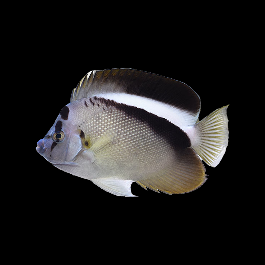 Griffis Angelfish