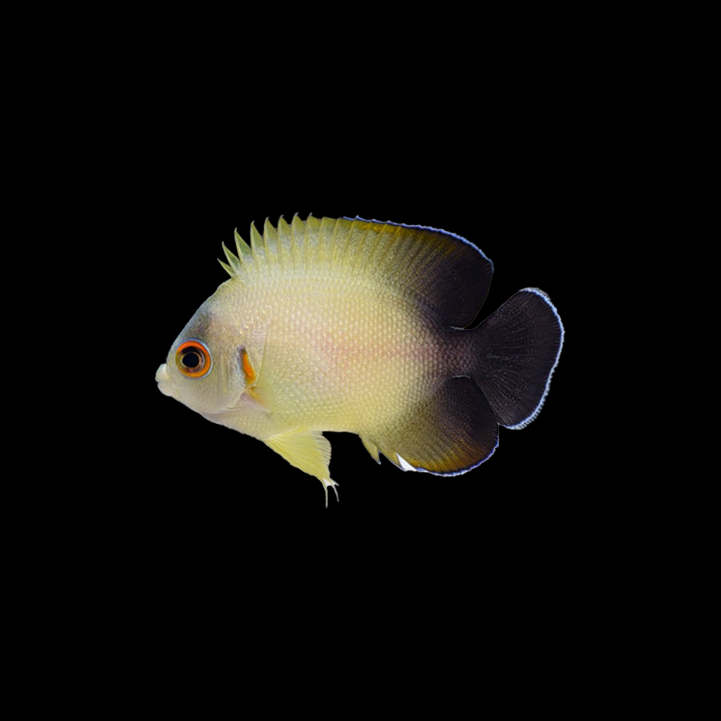 Half Black Angelfish