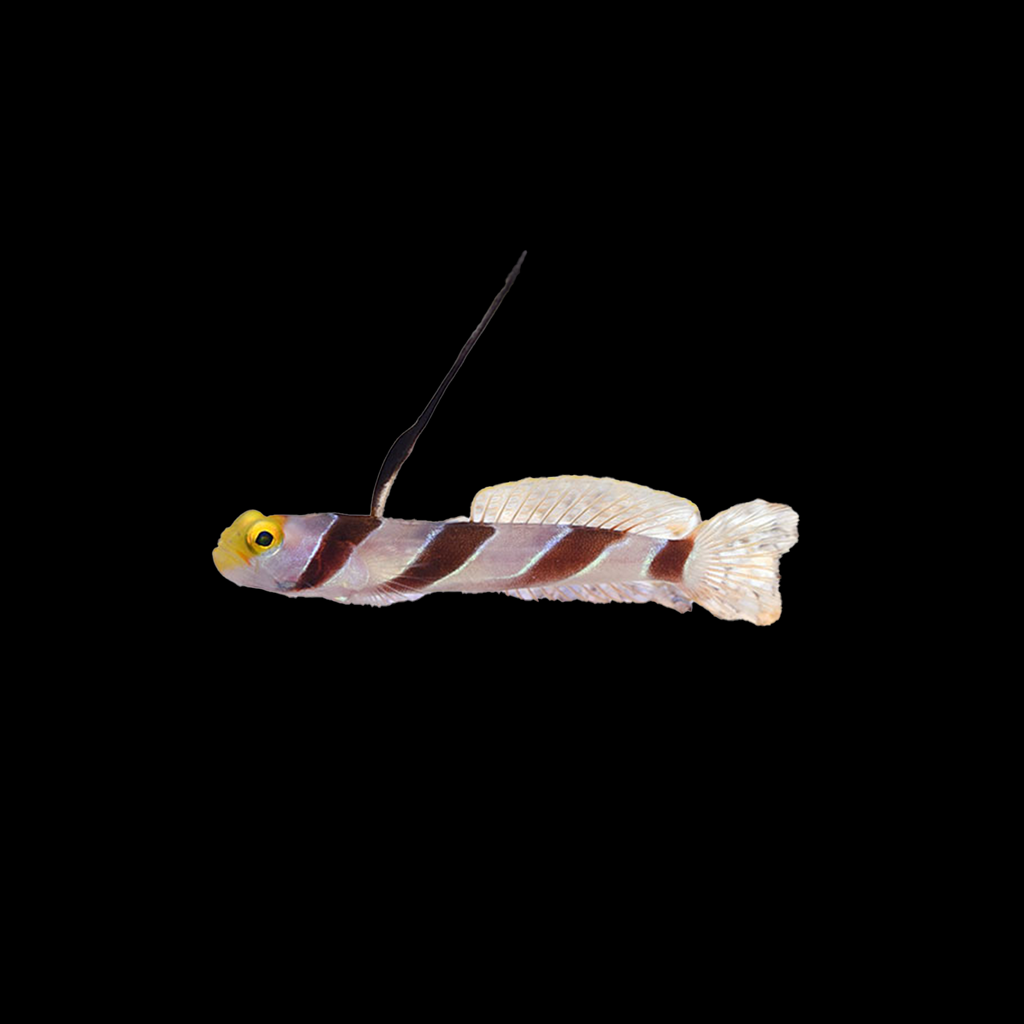 Hi Fin Red Banded Goby