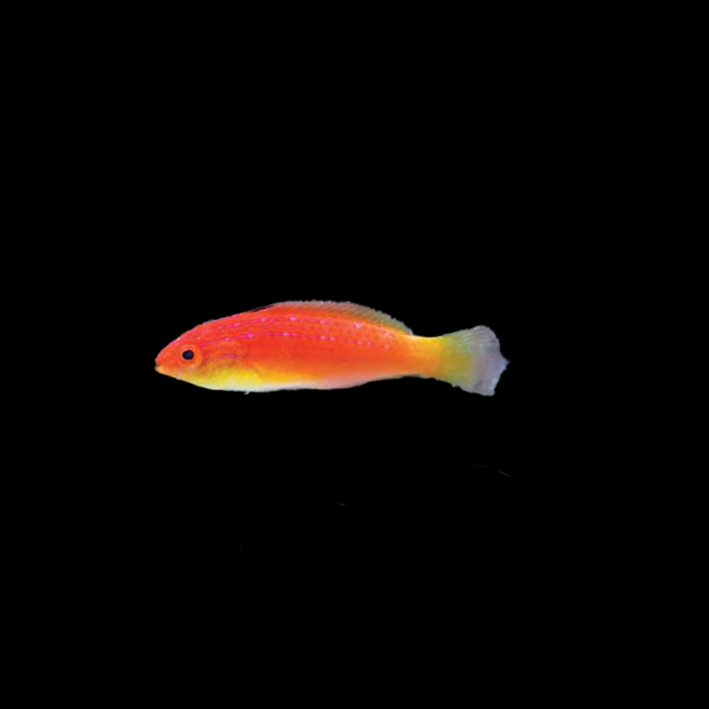 Hooded Flame Fairy Wrasse Female