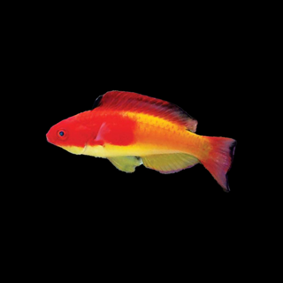 Hooded Flame Fairy Wrasse Male