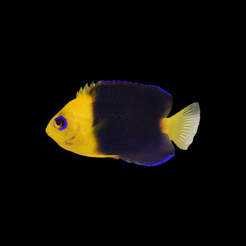 Joculator Angelfish