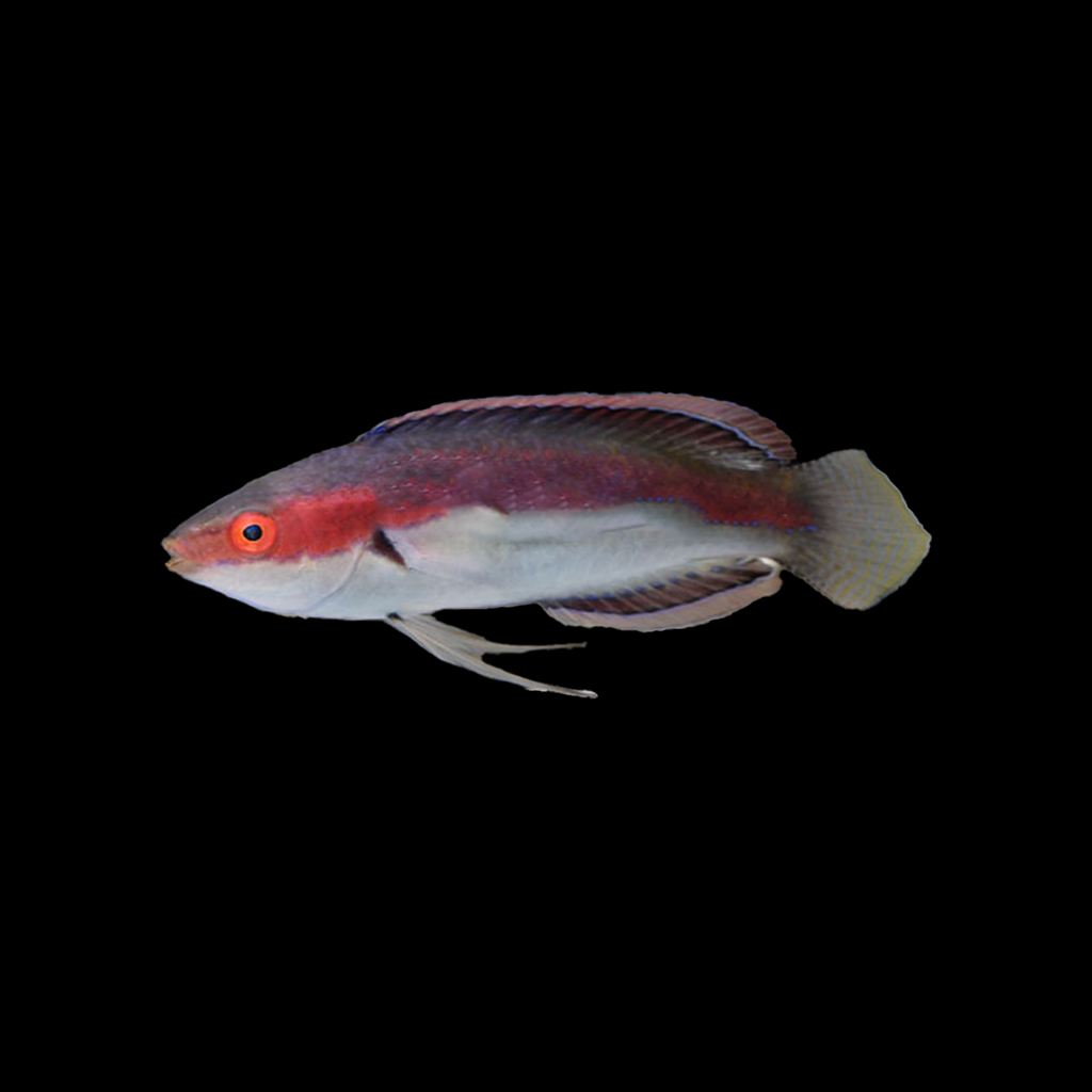 Katherine's Fairy Wrasse