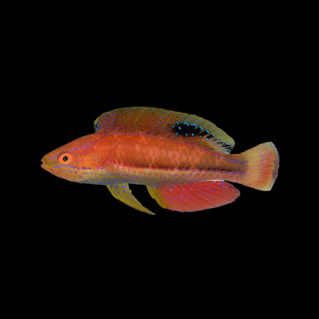 Katoi Fairy Wrasse