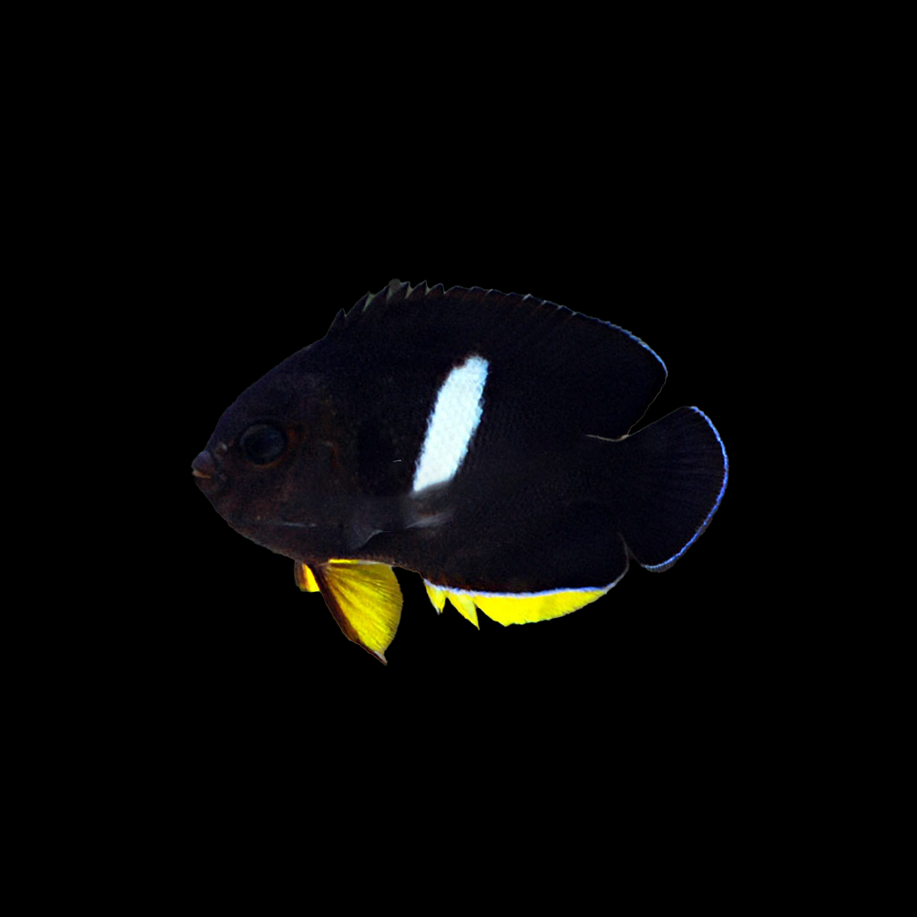 Keyhole Angelfish