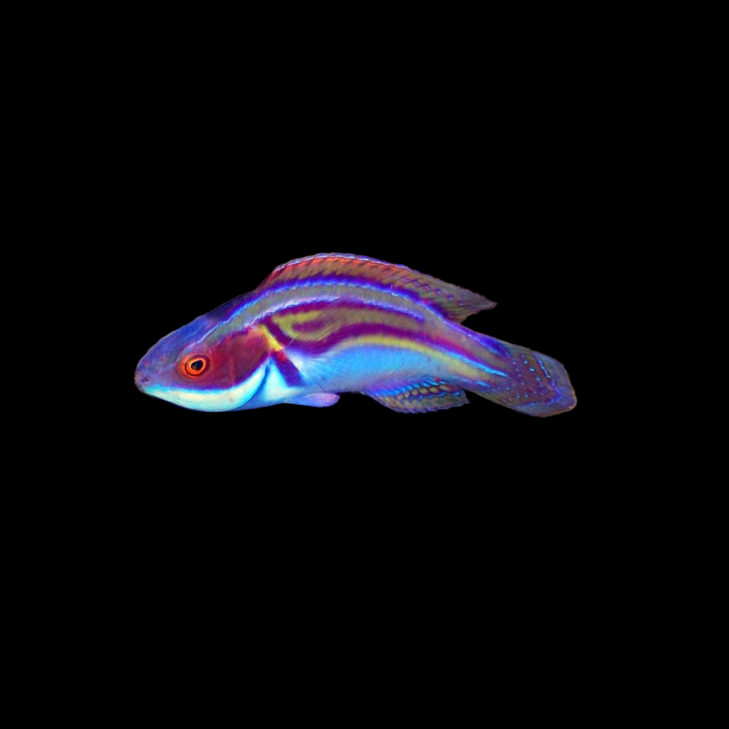 Laboute's Fairy Wrasse Male