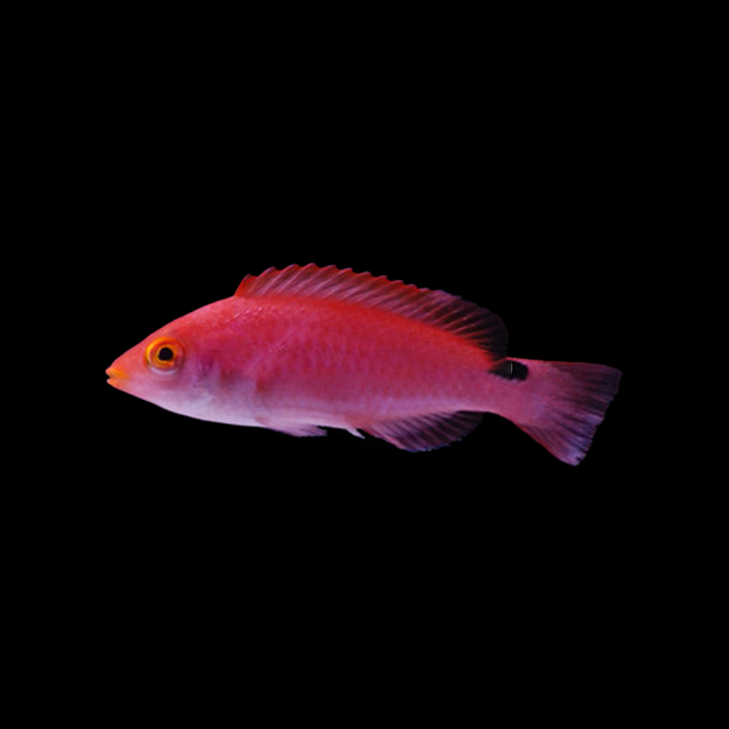 Latigo Fairy Wrasse Female