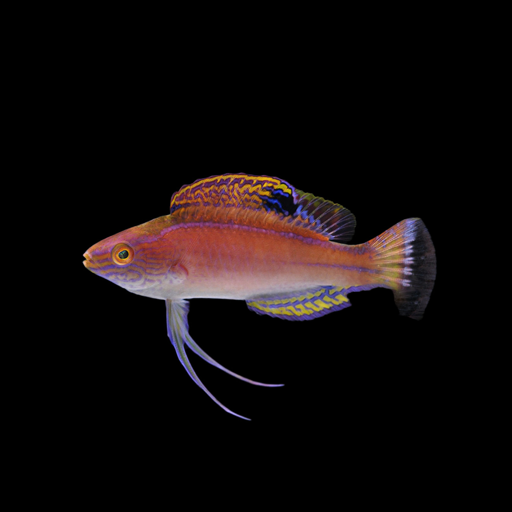 Latigo Fairy Wrasse Male