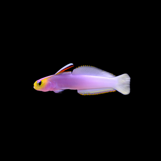 Helfrichi Firefish