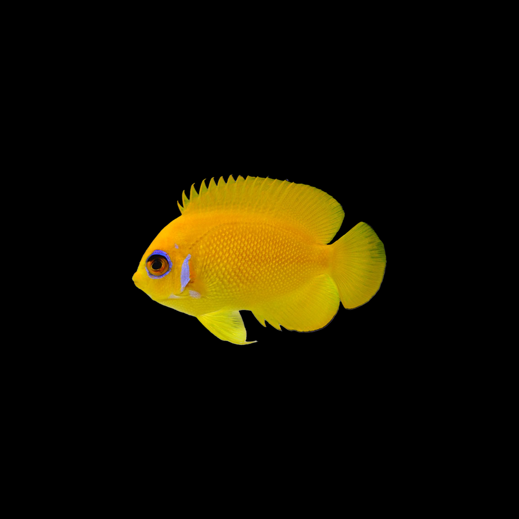 Lemon Peel Angelfish