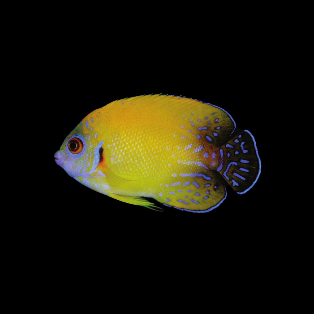 Lemon Peel Hybrid Angelfish