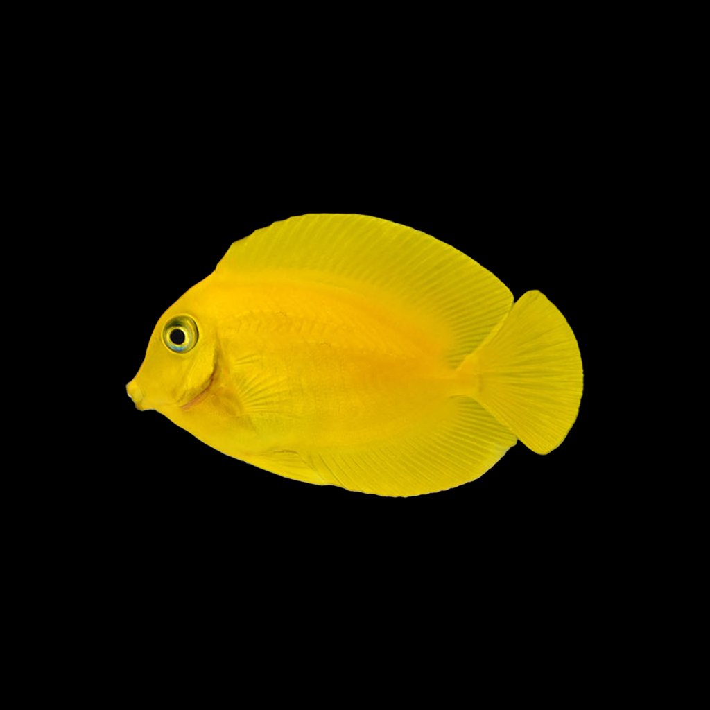 Lemon Tang